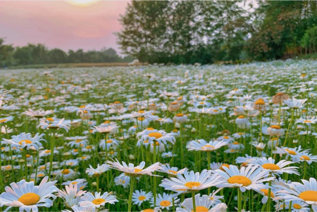 成都五个打卡地,成都5月打卡