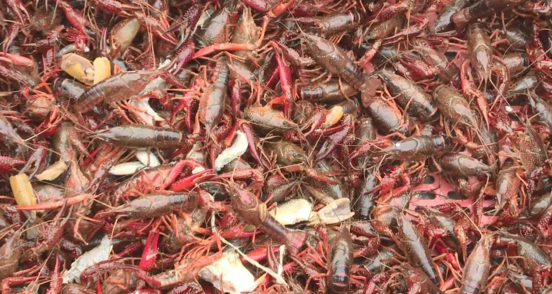 武陵广场印江小龙虾,贵州铜仁小龙虾鲜活批发
