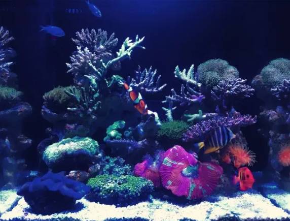 新手适合养哪种海缸,最简单的小海缸开缸教程新手入门