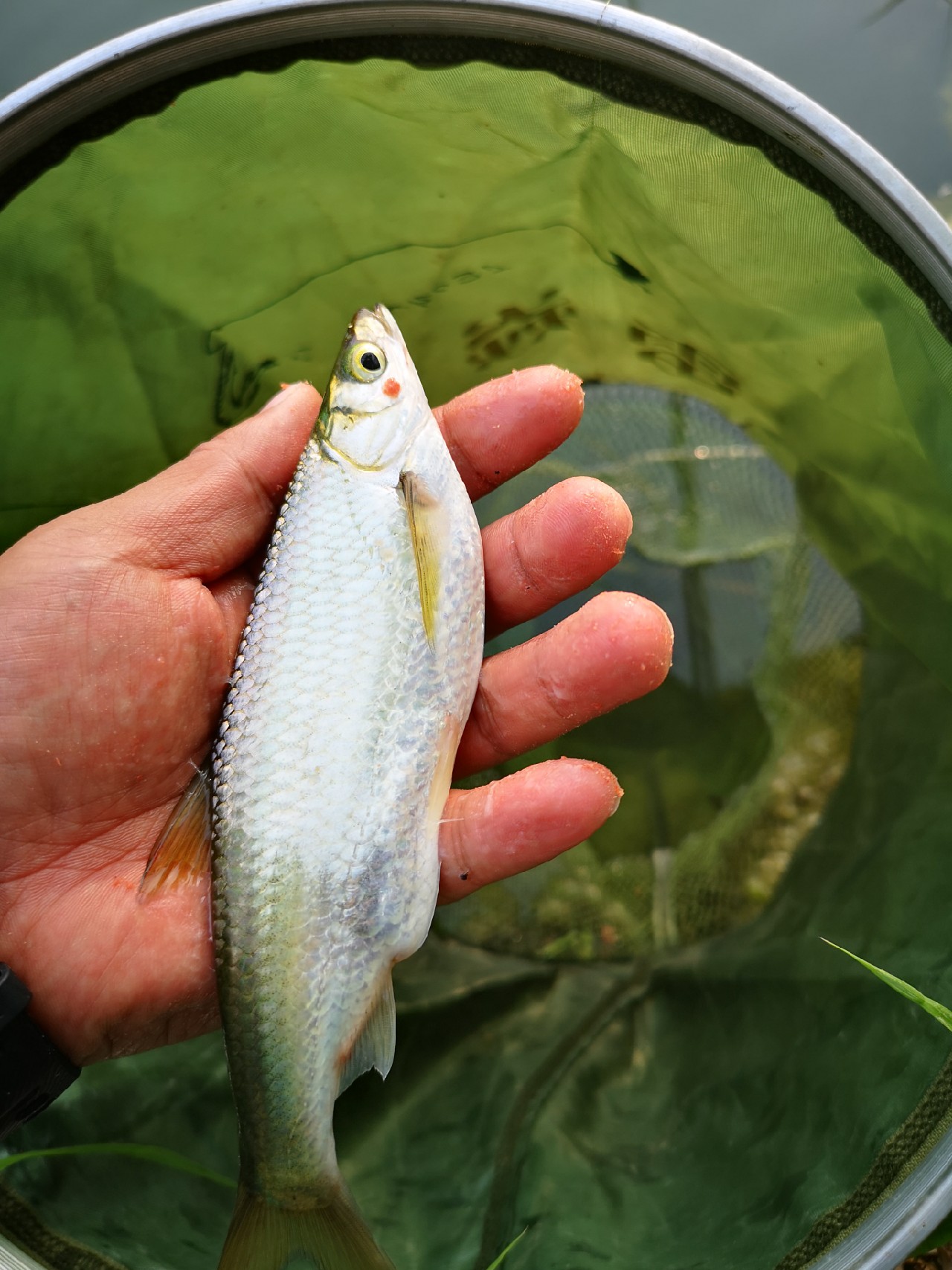 大餐条拉得很有手感，就是太费子线