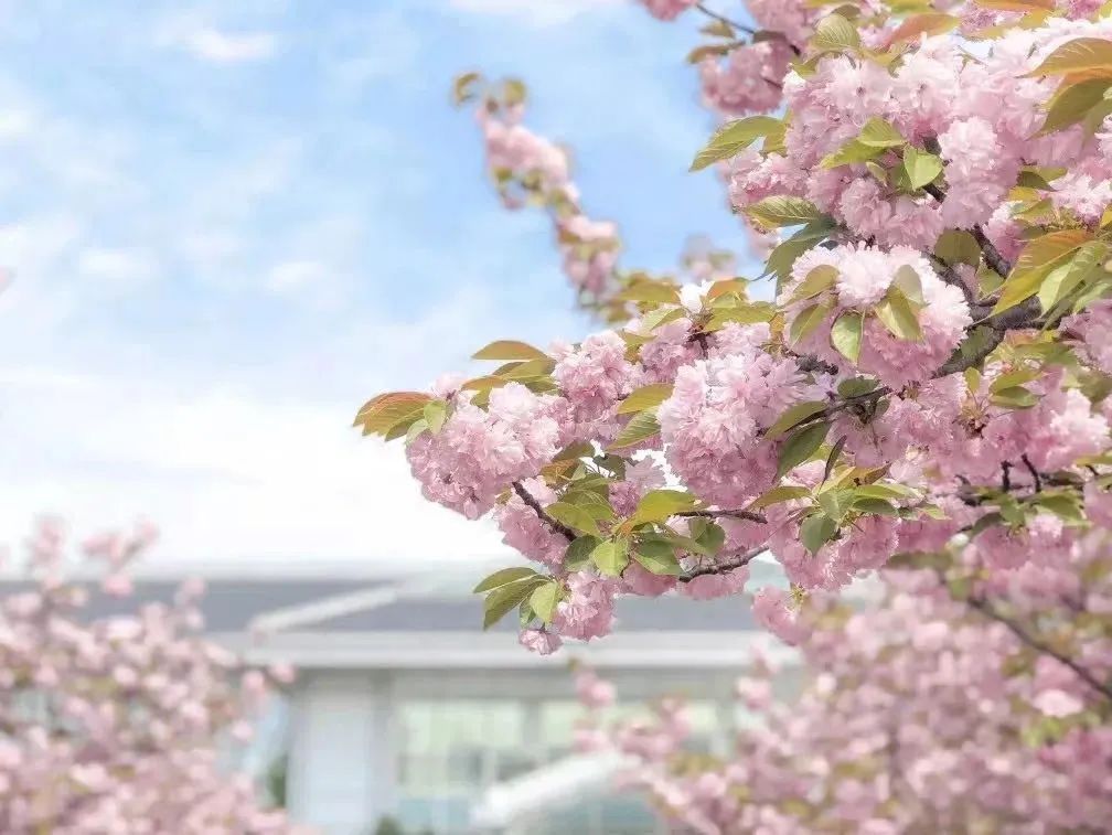 直播带你走近上外日语！上外“享”你，学长学姐说：学思汉和，拨云见“日”