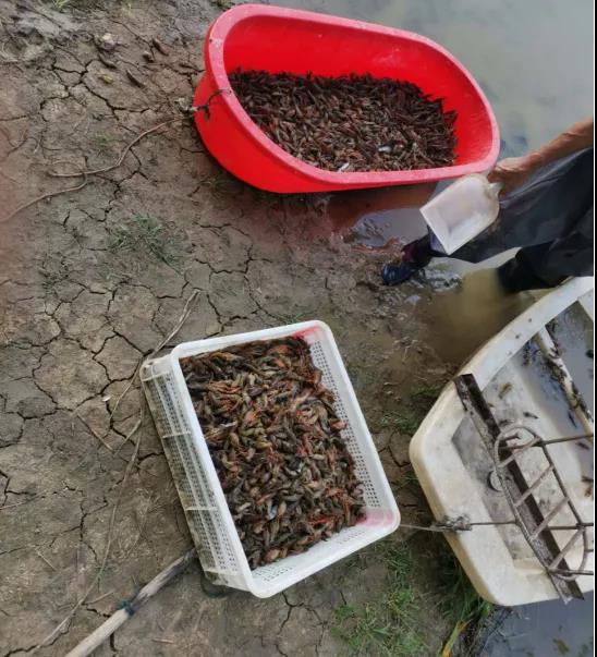 小龙虾困境解决方法,最新小龙虾养殖新模式