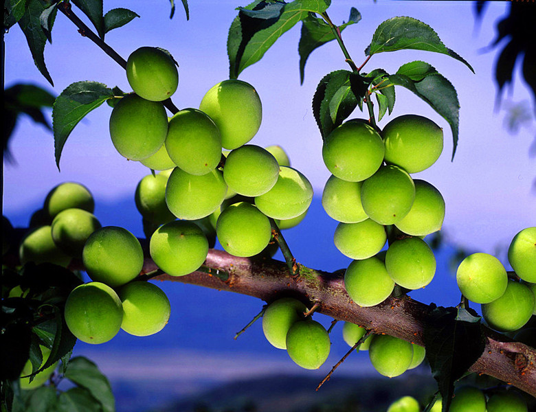 二十四节气歌顺口溜是谁编的,二十四节气顺口溜完整版下载