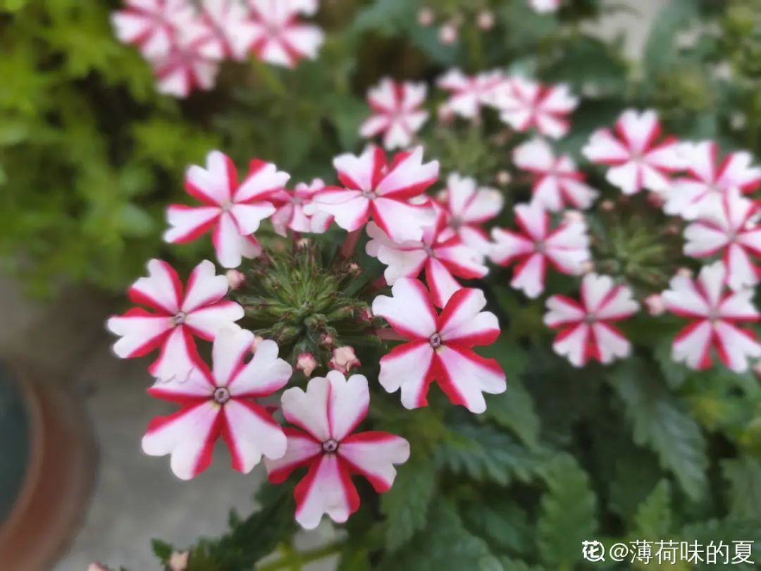 绿道科普展,绿道科普看初夏街头满目芳菲