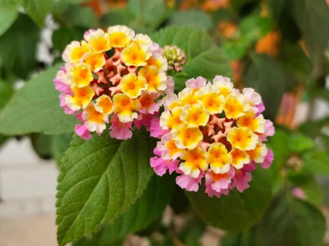 绿道有哪些科普,绿道花卉