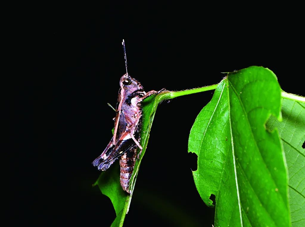 这样的鸟兽胖友圈,你见过吗?