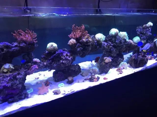 养海缸新手入门小缸,海缸开缸有哪几种方法