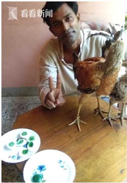 神奇小鸡出生了,神奇小鸡无壳孵化