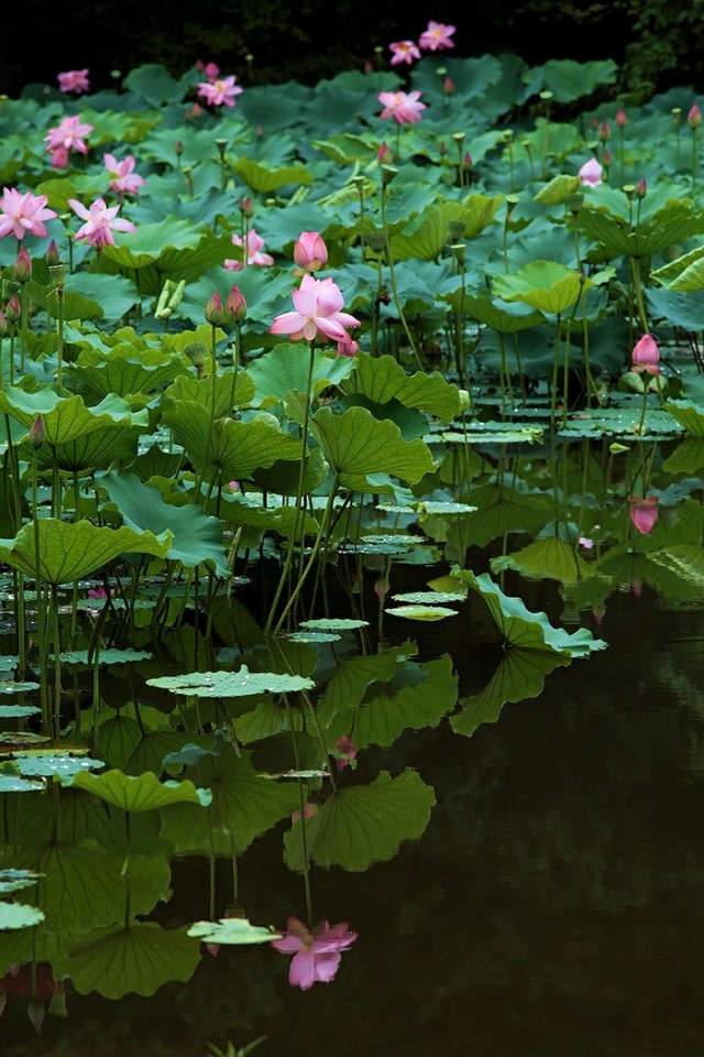 淮阳的荷花真美,又到了赏荷花的季节家门口的美景