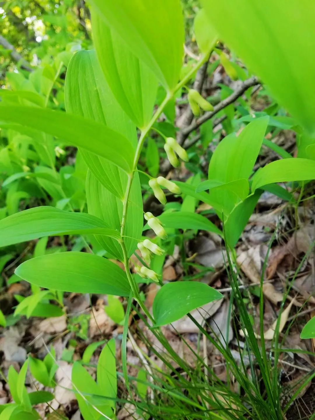 栖霞山玉竹树图片,栖霞山植物百科
