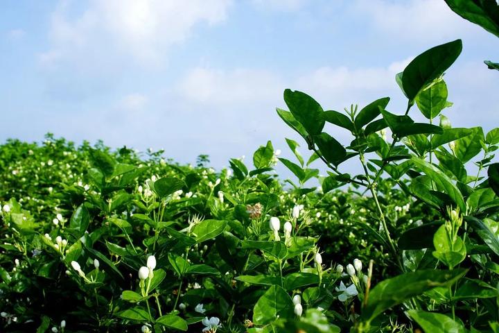 山支花如何炒好吃,清炒山支花的家常做法