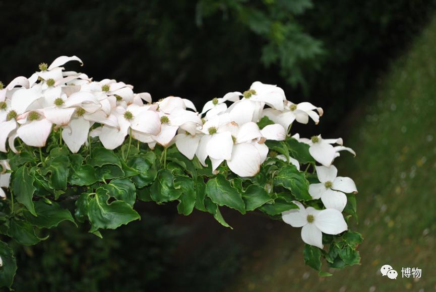 大花四照花花语,大花四照花