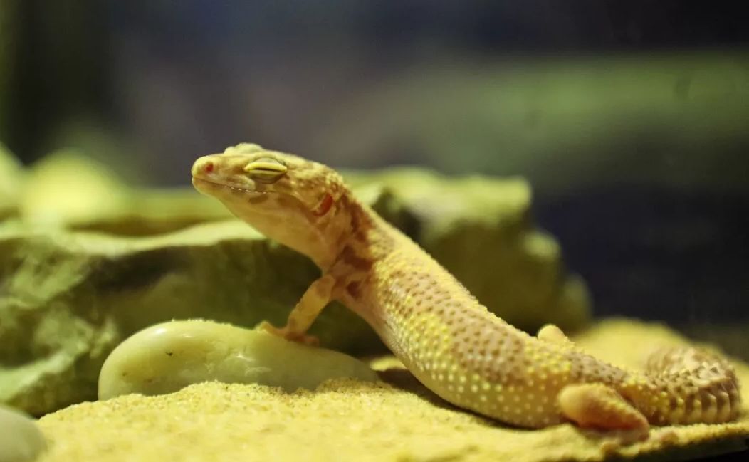 长沙六一,长沙六一儿童节带小朋友去哪里玩