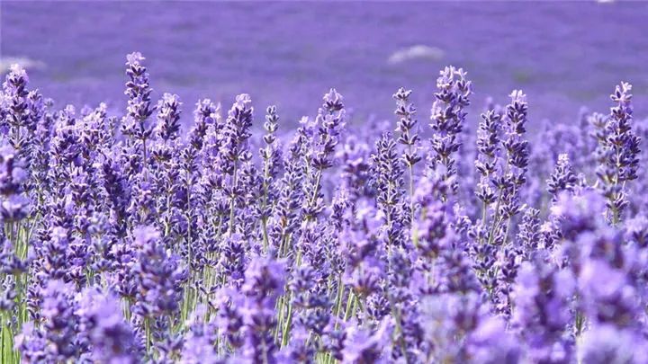 儿童驱蚊小神器,驱蚊神器防蚊又能止痒