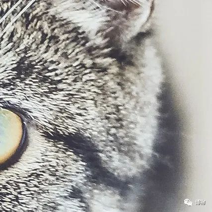 大熊猫一生没有彩色照片,大熊猫的愿望彩色照片