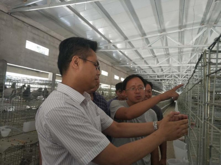 小小鸽子蛋带贫大前景