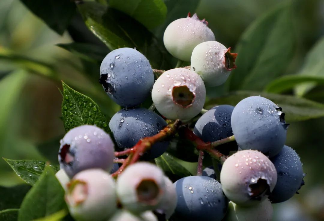 酸甜可口咬一口满嘴口水,酸甜脆爽一口就能爆汁