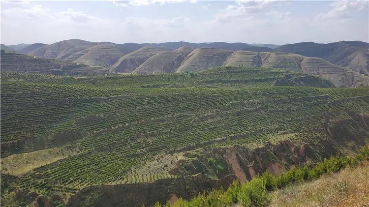 再造子午岭,再造一个子午岭有效吗