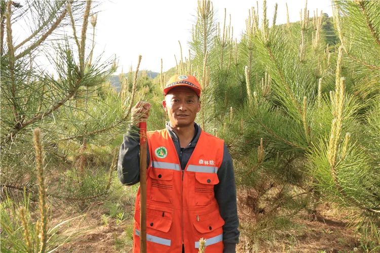 再造子午岭,再造一个子午岭有效吗