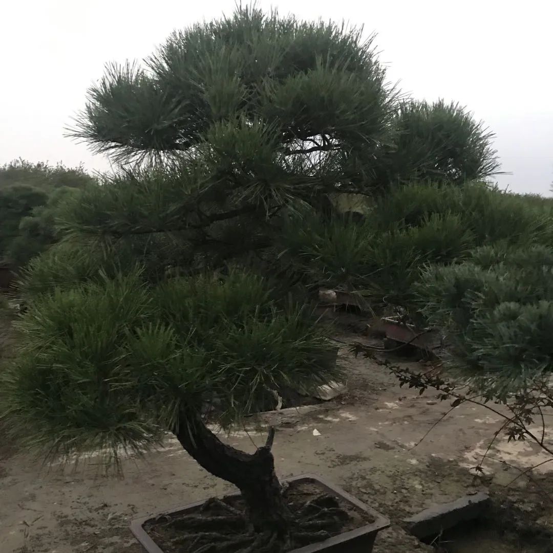 保亿湖风雅园合院杭州,探索杭州豪宅