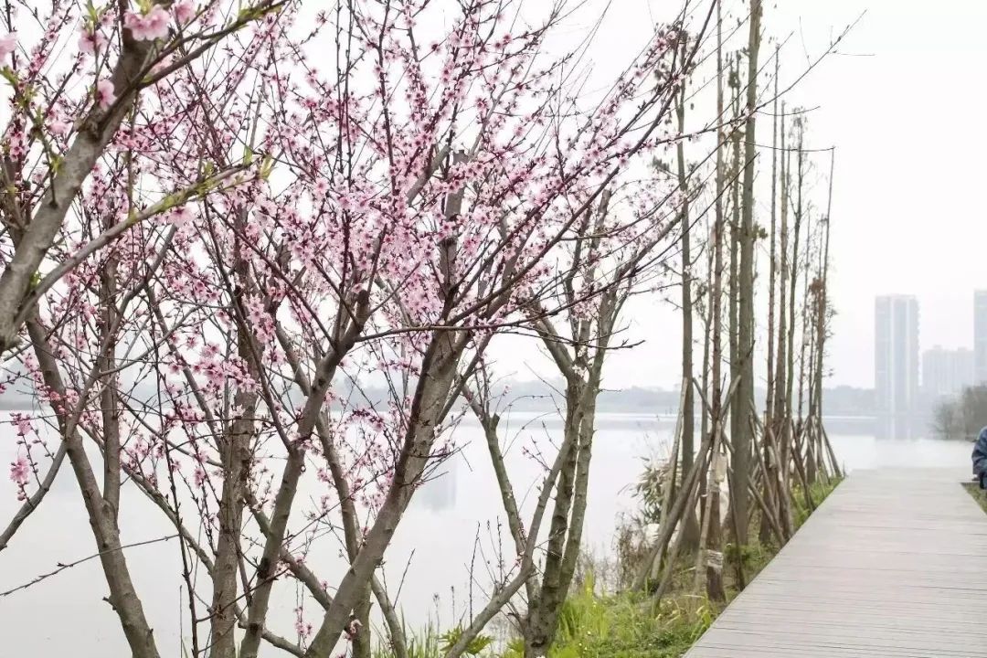 成都大学与哪所大学实力相当,成都大学是什么级别的大学