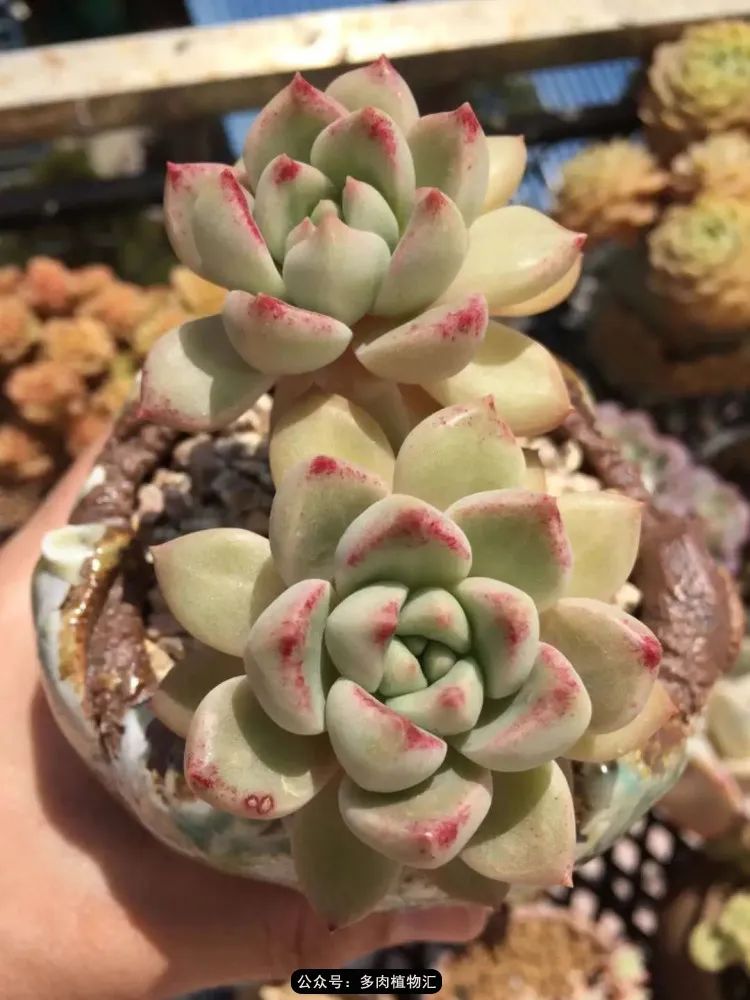 专注于自己喜欢的事情,专注于自己喜爱的事情