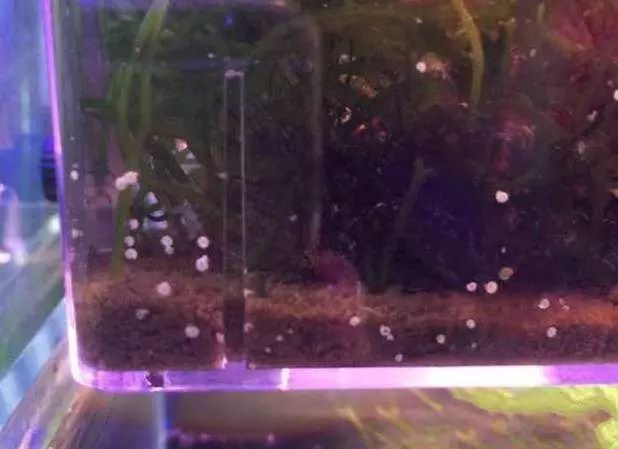 活石掉的粉末有害吗,活石里面虫子会寄生小鱼吗