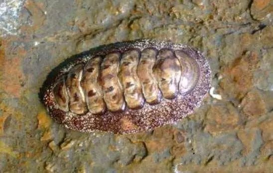 活石掉的粉末有害吗,活石里面虫子会寄生小鱼吗