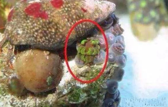 活石掉的粉末有害吗,活石里面虫子会寄生小鱼吗