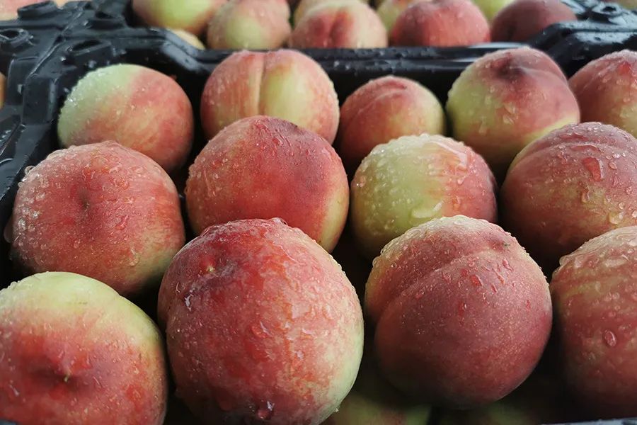 拼团|嫩得掐的出水的“蜜桃臀”，白里透红，一咬就爆汁！每一口都是满满少女心