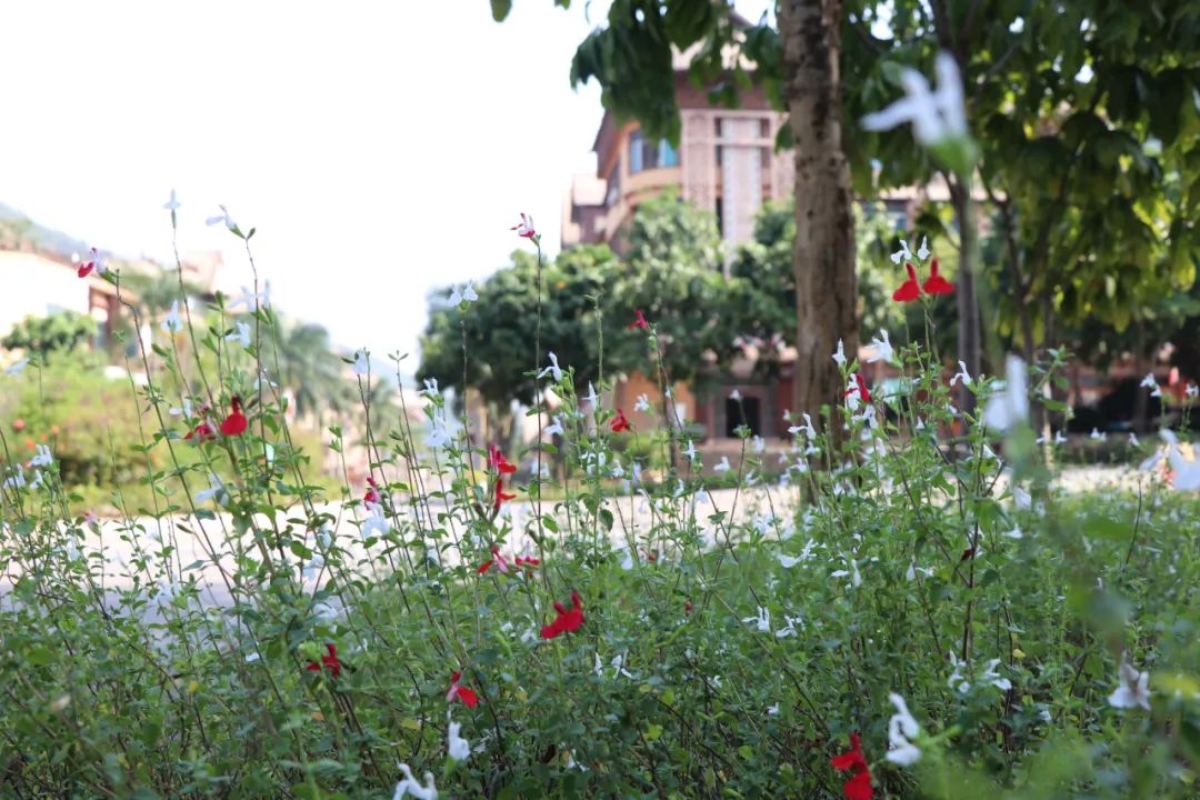 悦读——佤山的鸟儿：黑头公