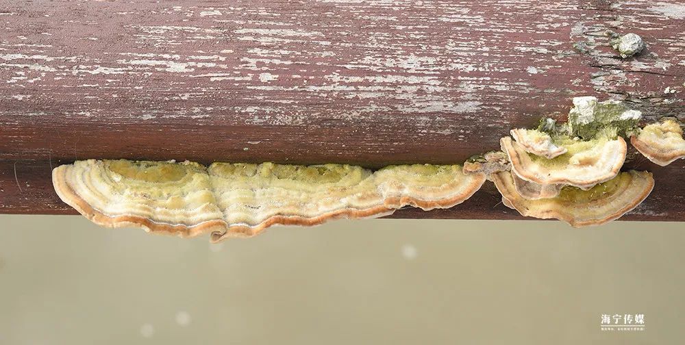 纯天然的野货视频,纯天然野货