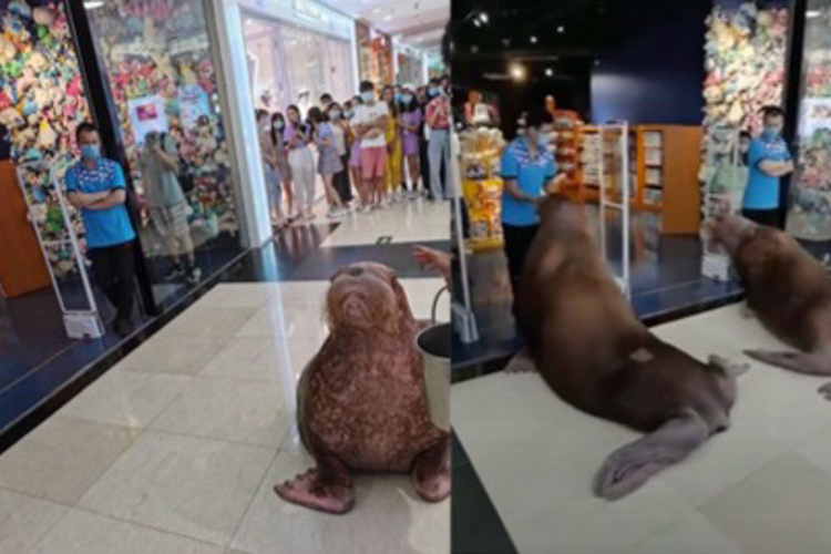 正佳广场鲨鱼事件,正佳广场海洋馆致歉原因