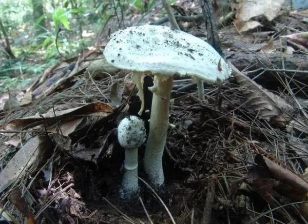 湖南最新蘑菇中毒事件,湖南毒蘑菇事件