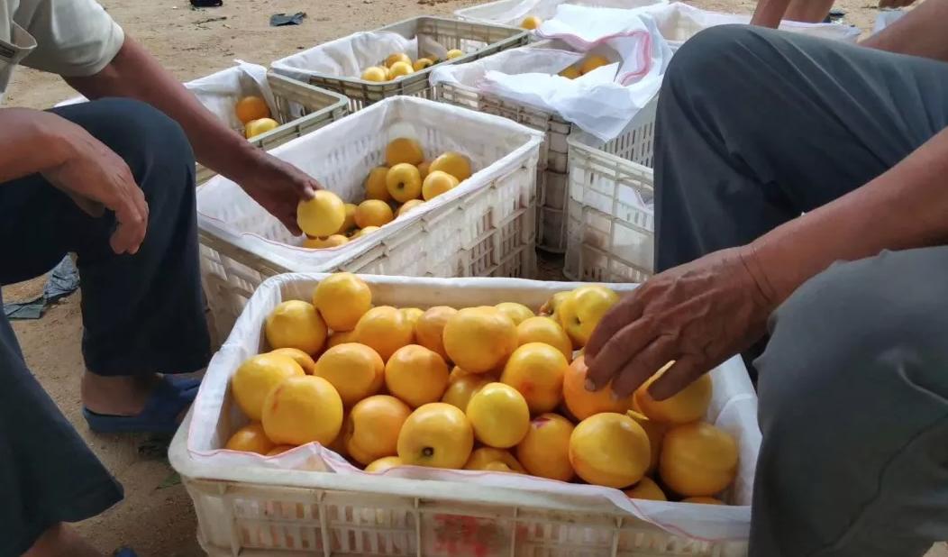 沂蒙山蒙阴黄金油桃五斤装,山东蒙阴正宗黄金油桃