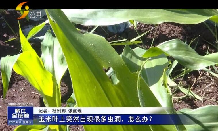 农村玉米被虫子害,玉米地里的虫子蛰到了怎么办