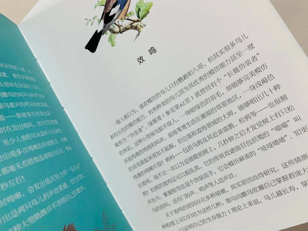 当嘲鸫飞过我的花园——《花间鸟语》的世界