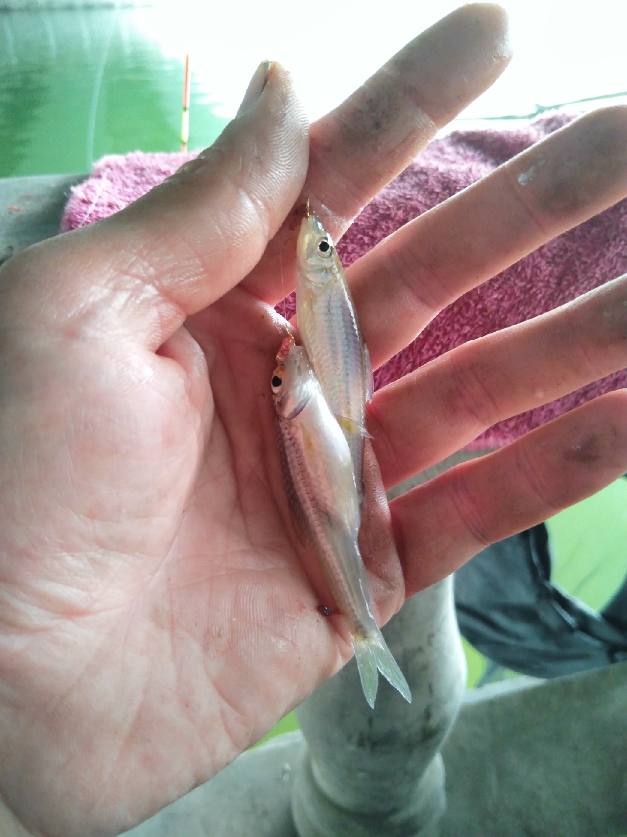 被昆玉河10次双飞吓傻了,难道是饵料惹的祸?