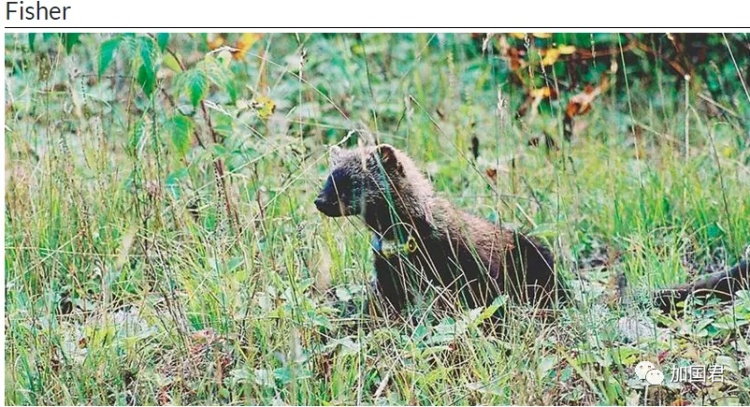 全球最毒的十大毒动物,加拿大最可怕的蛇