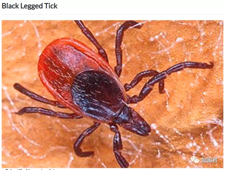 全球最毒的十大毒动物,加拿大最可怕的蛇