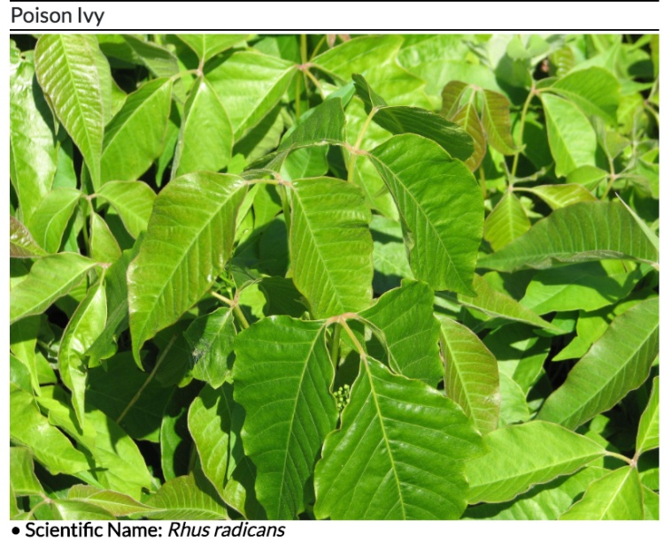 全球最毒的十大毒动物,加拿大最可怕的蛇