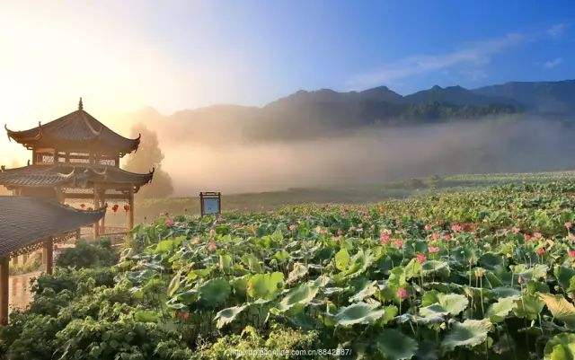 在三明夏天去哪玩,三明荷花最佳观赏地