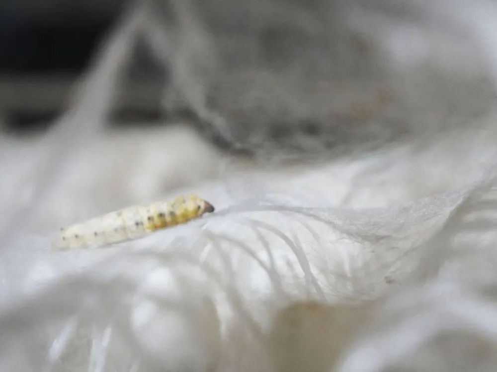 桑蚕丝冬暖夏凉,蚕丝夏日睡衣