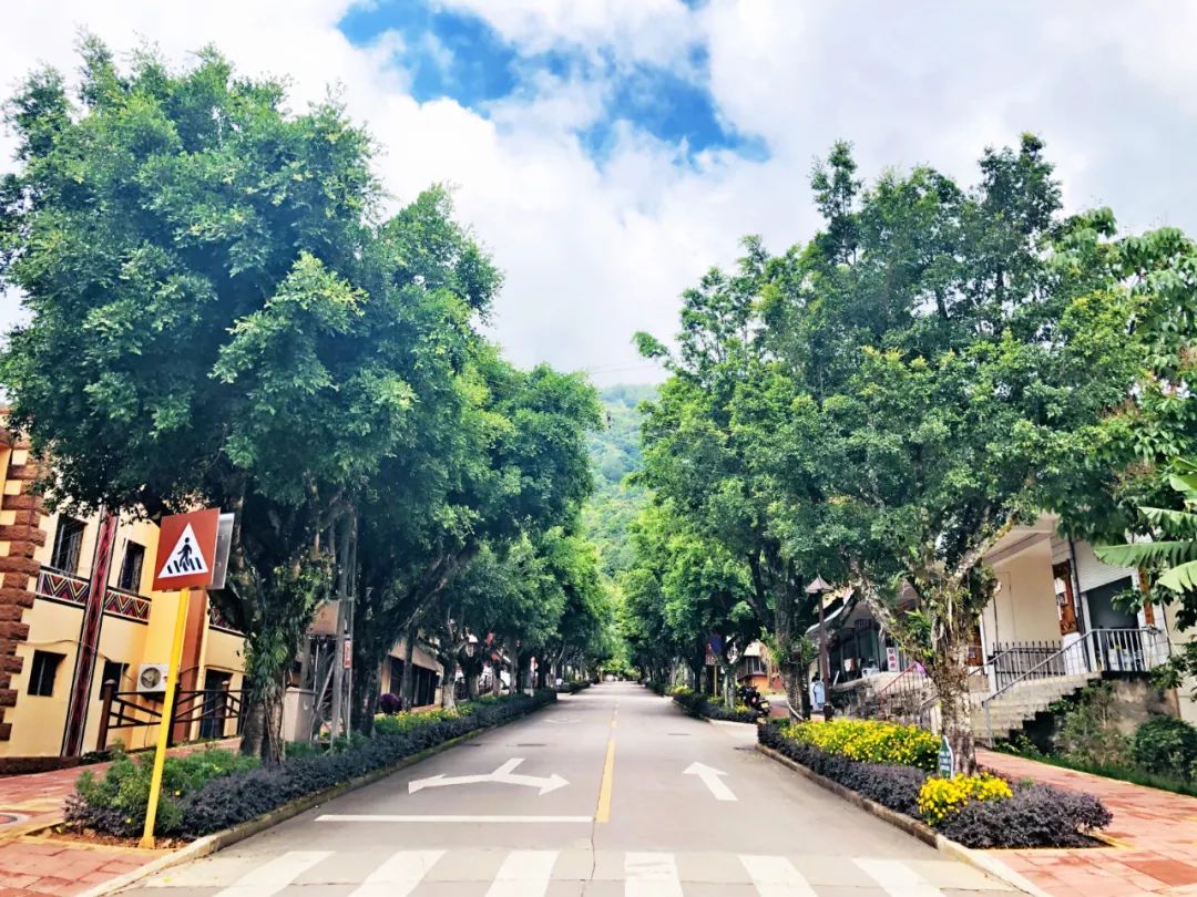 悦读——佤山的鸟儿:燕子