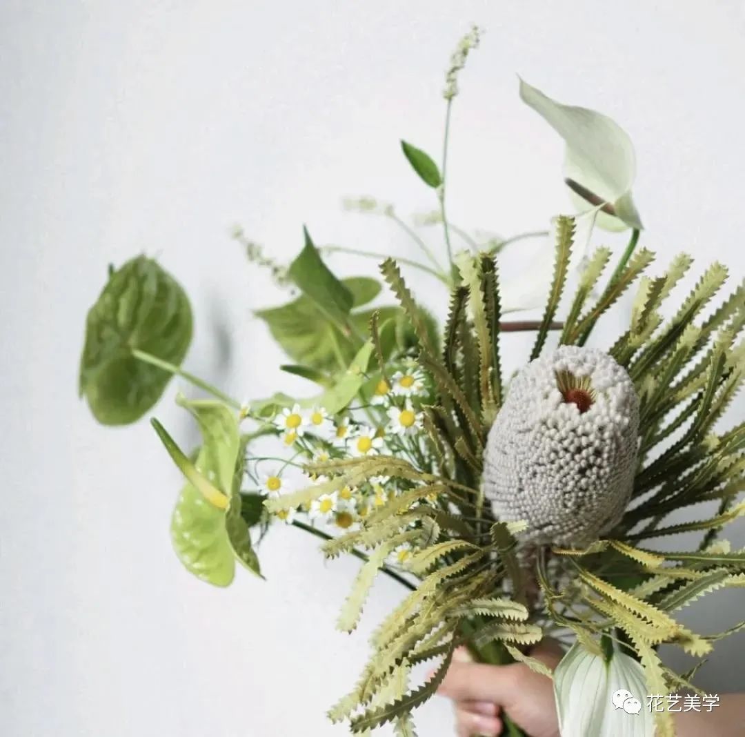 节日丨父亲节，除了向日葵还能送啥花