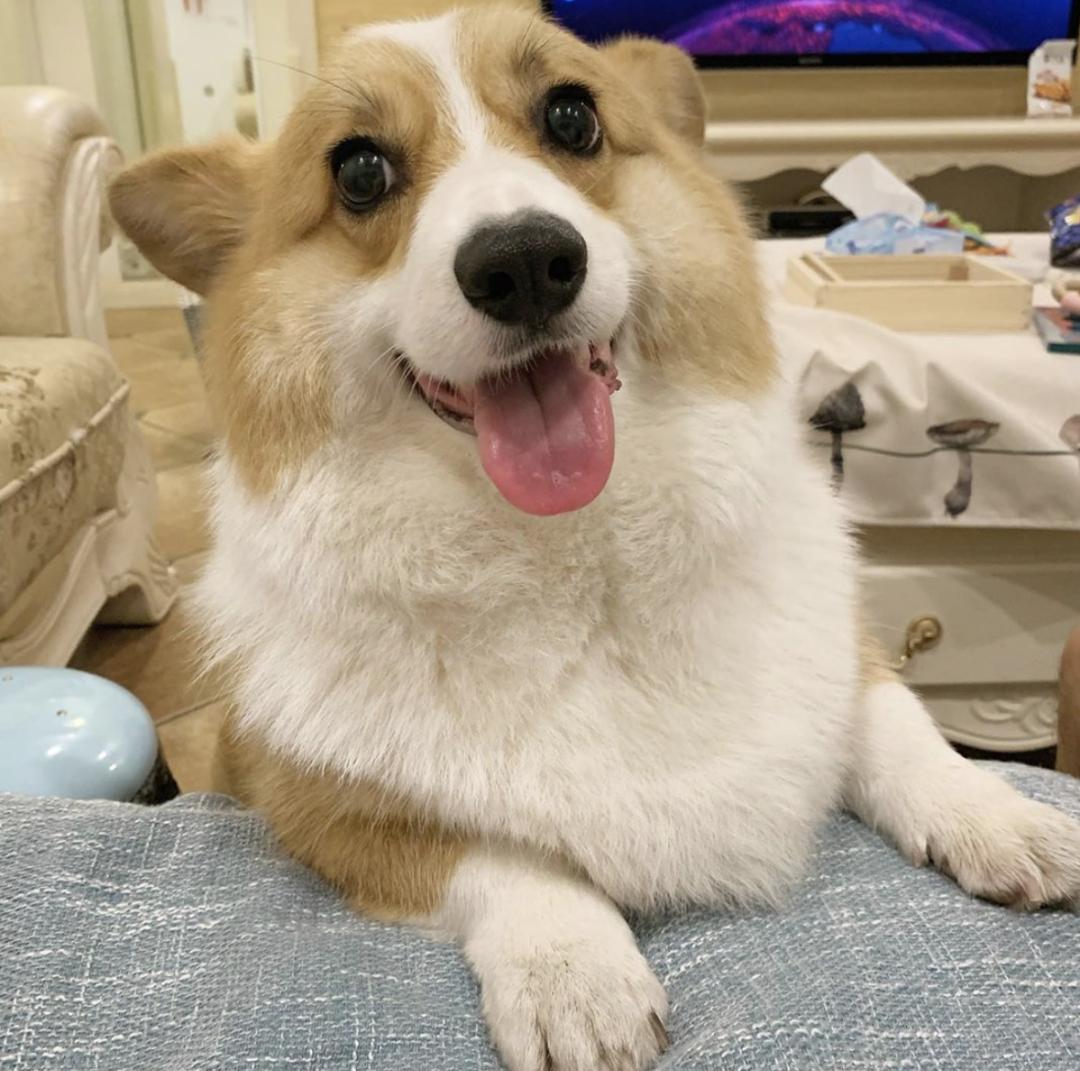 盘点二十种忠爱满世界的萌犬,可爱治愈系萌犬