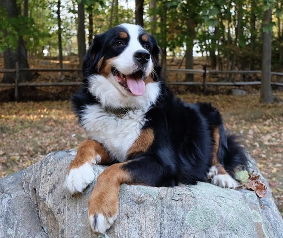 盘点二十种忠爱满世界的萌犬,可爱治愈系萌犬