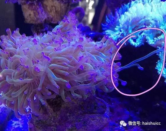 活珊瑚的正确养殖方法,姬珊瑚的养殖方法和注意事项