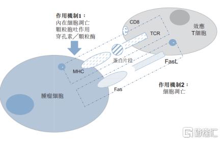 永泰生物基石股,永泰生物深度分析