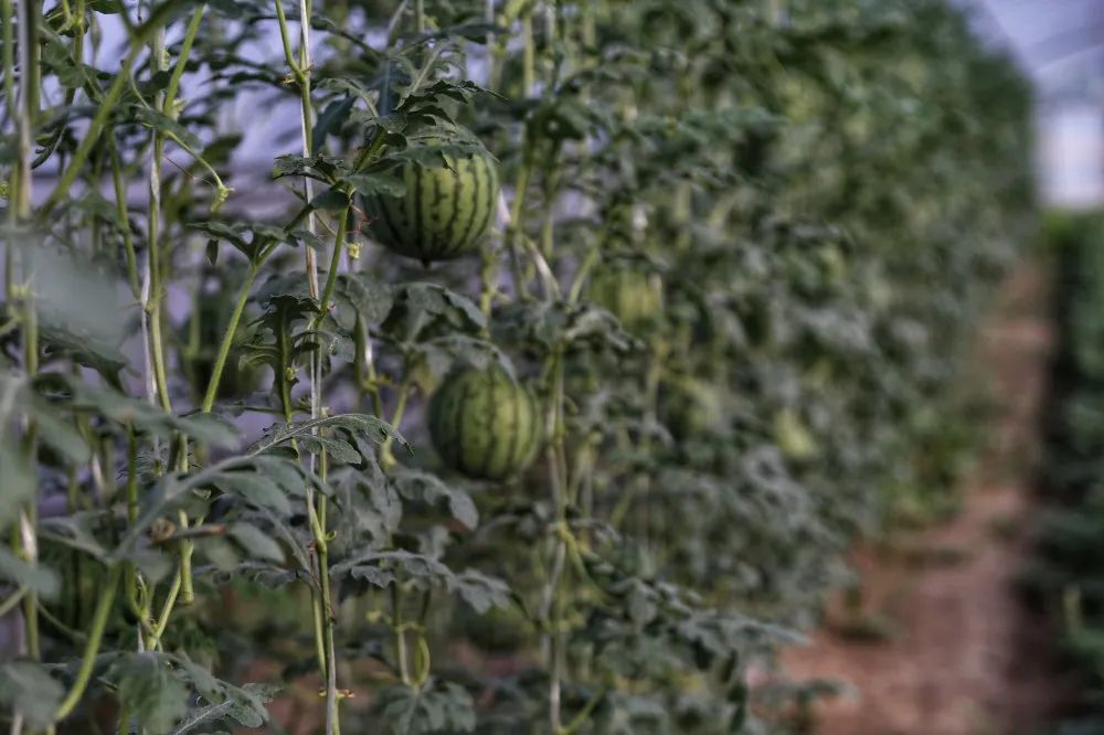 周末去哪儿⑭|万市的漂流，场口的瓜，胥口桃源避暑行……麻烦给我的爱人来一份“夏日清凉”！